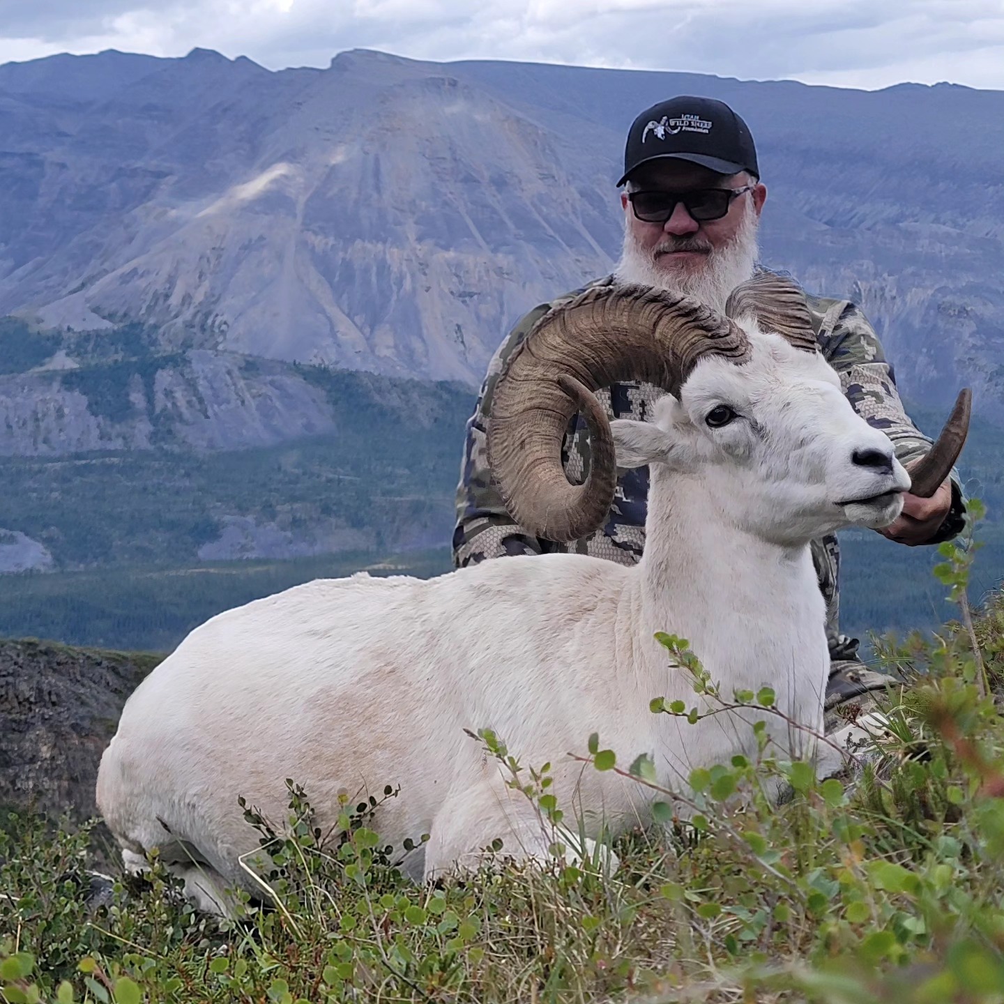 Shad Hulse Dall Sheep NWT